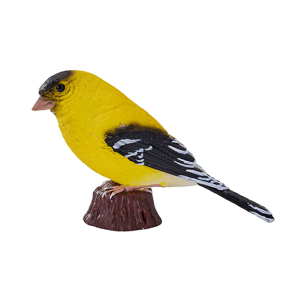 302-MOJ381111 Mojo - American Goldlfinch_05.jpg
