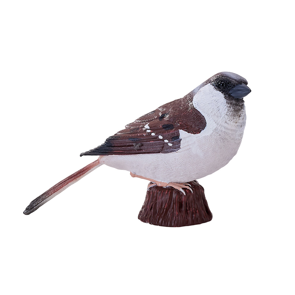 302-MOJ381114 Mojo - House Sparrow_01.jpg