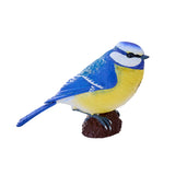 302-MOJ381115 Mojo - Blue Tit_05.jpg