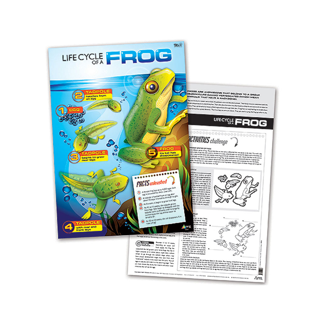 Life Cycle of a Frog Poster