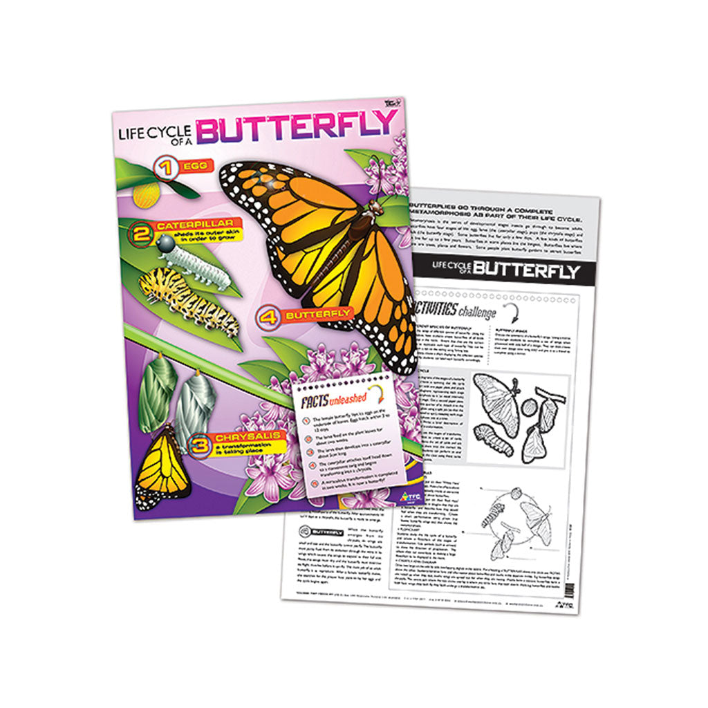 Life Cycle of Butterfly Poster