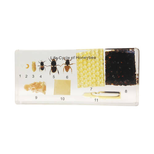 Lifecycle of a Honeybee