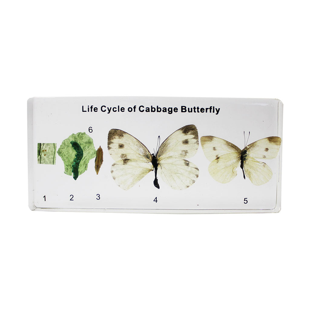 Life Cycle of a Butterfly