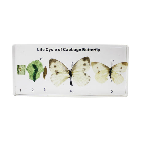 337-160802_lifecycle-of-a-butterfly_01_large.jpg