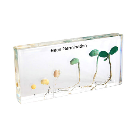 337-BEAN_bean-germination_01_large.jpg