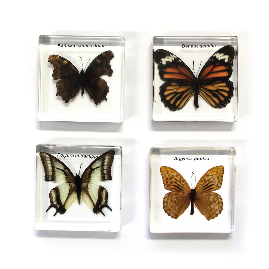 337-BFLY02_butterflies-set-of-4_03_large.jpg