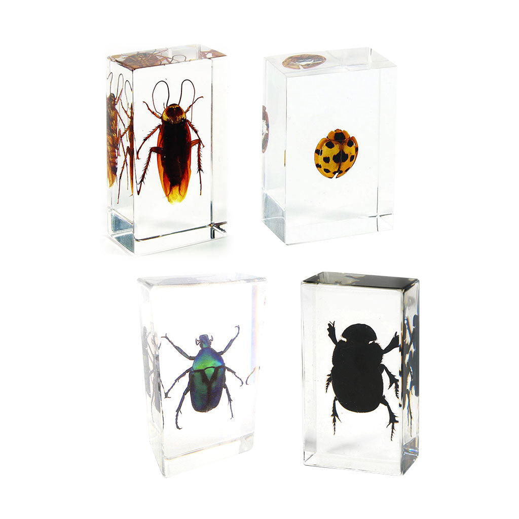 Bugs & Beetles - 4pc