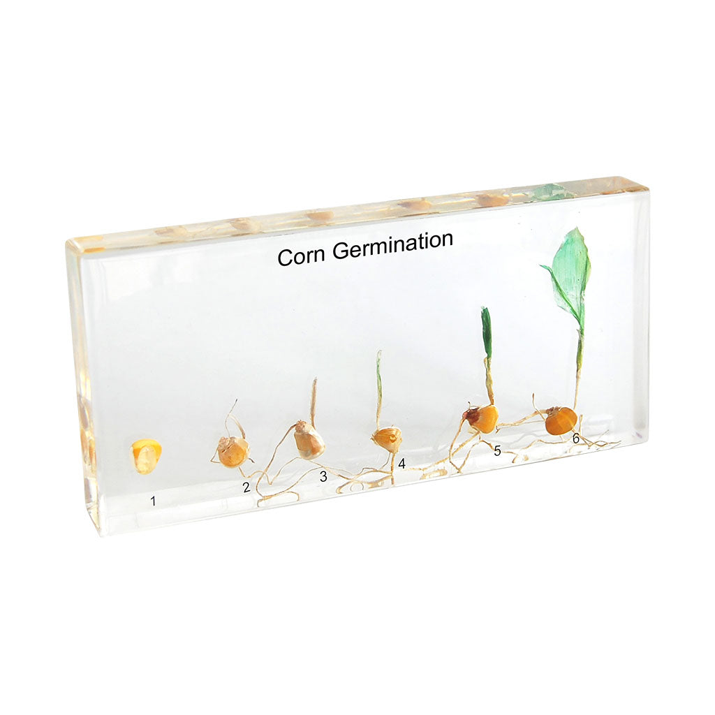 Corn Germination