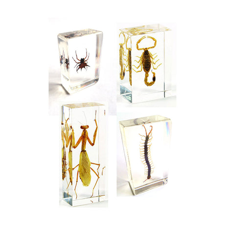337-CRAWL_creepy-crawlies-set-of-4_01_large.jpg
