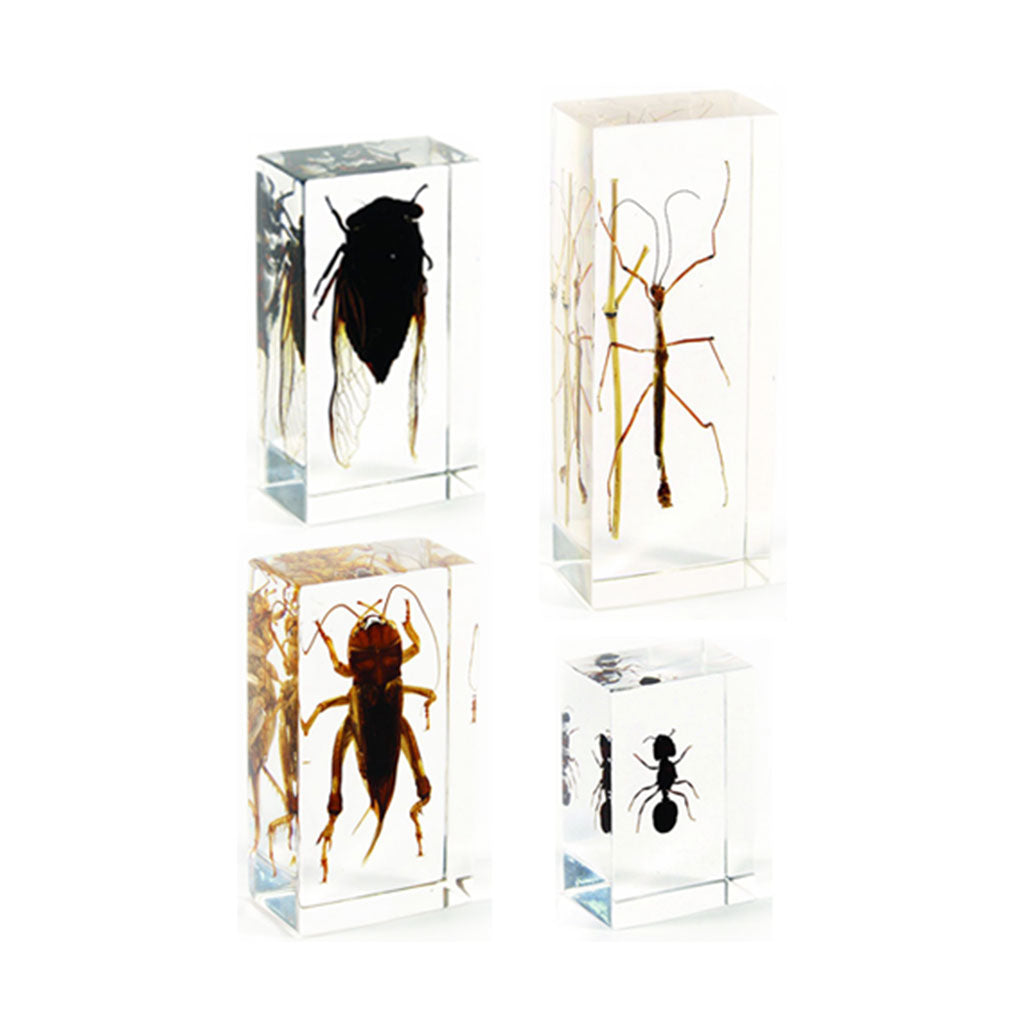Insects - 4pc