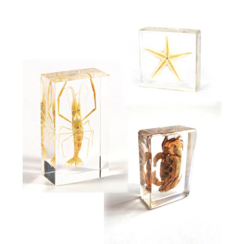 Marine Life - Set of 3