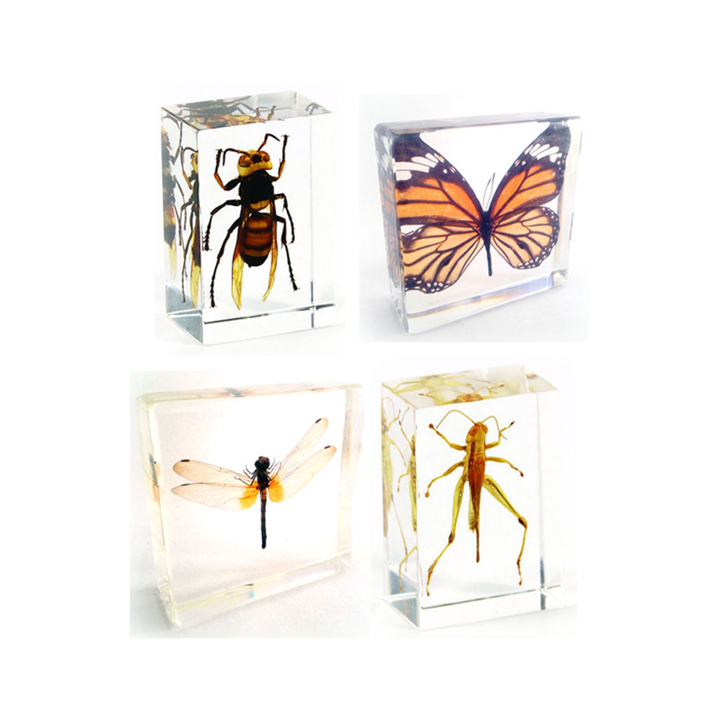 Winged Insects - 4pc