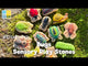 Sensory Play Stones Bugs – 12pc